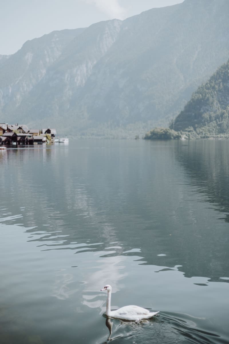 Swan on Hallstatt Lake — Austria