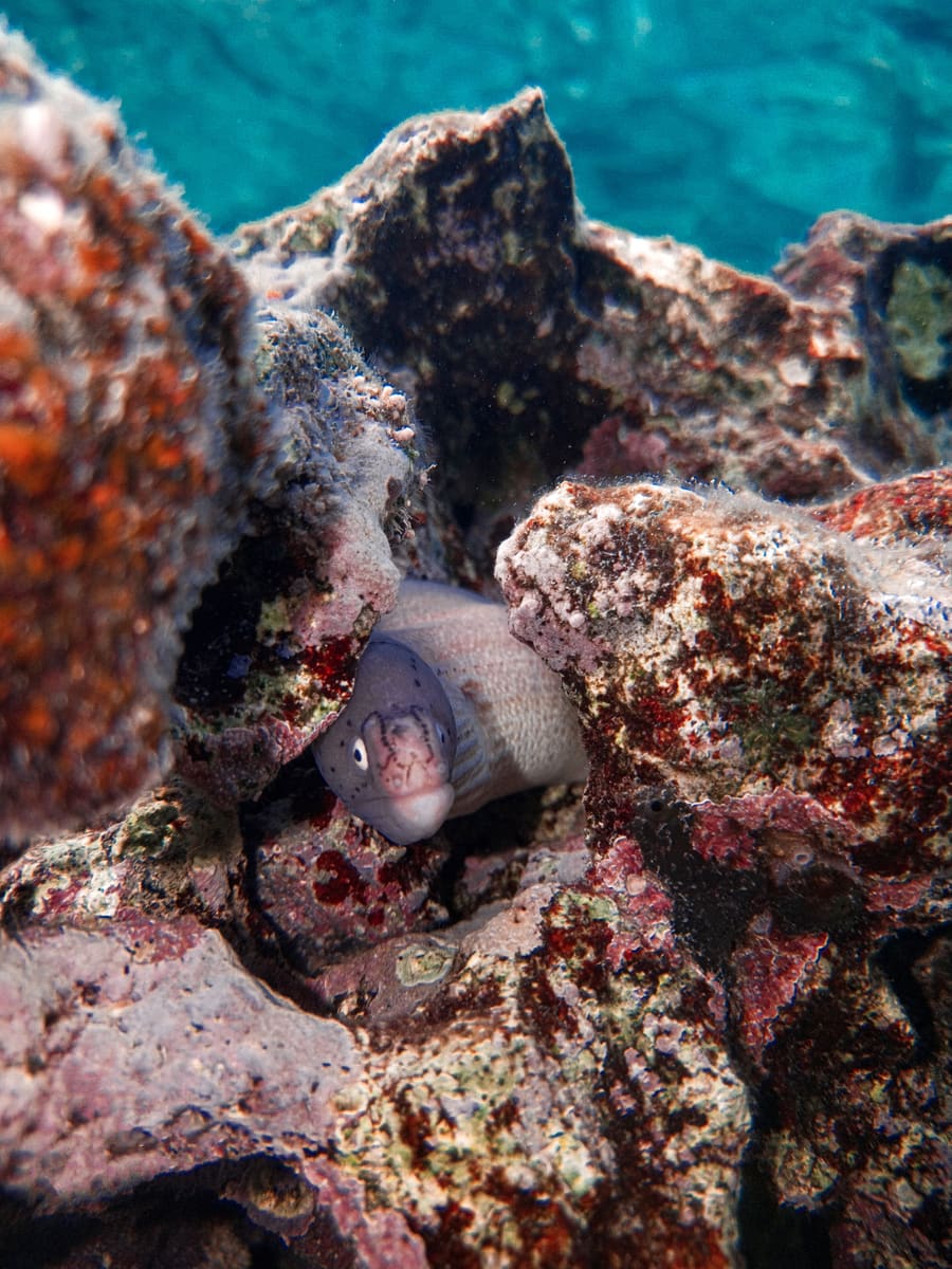 Moray Eel — Belize
