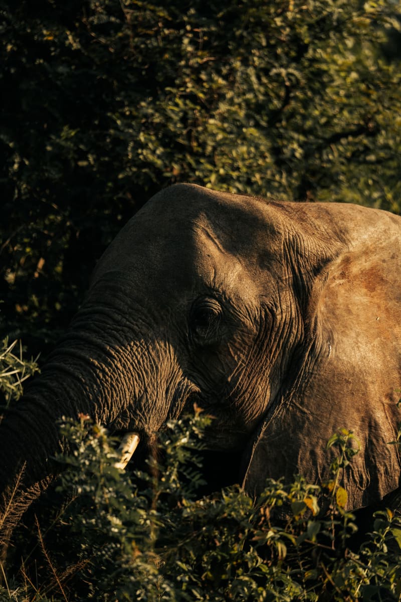 Elephant Close-up — Botswana