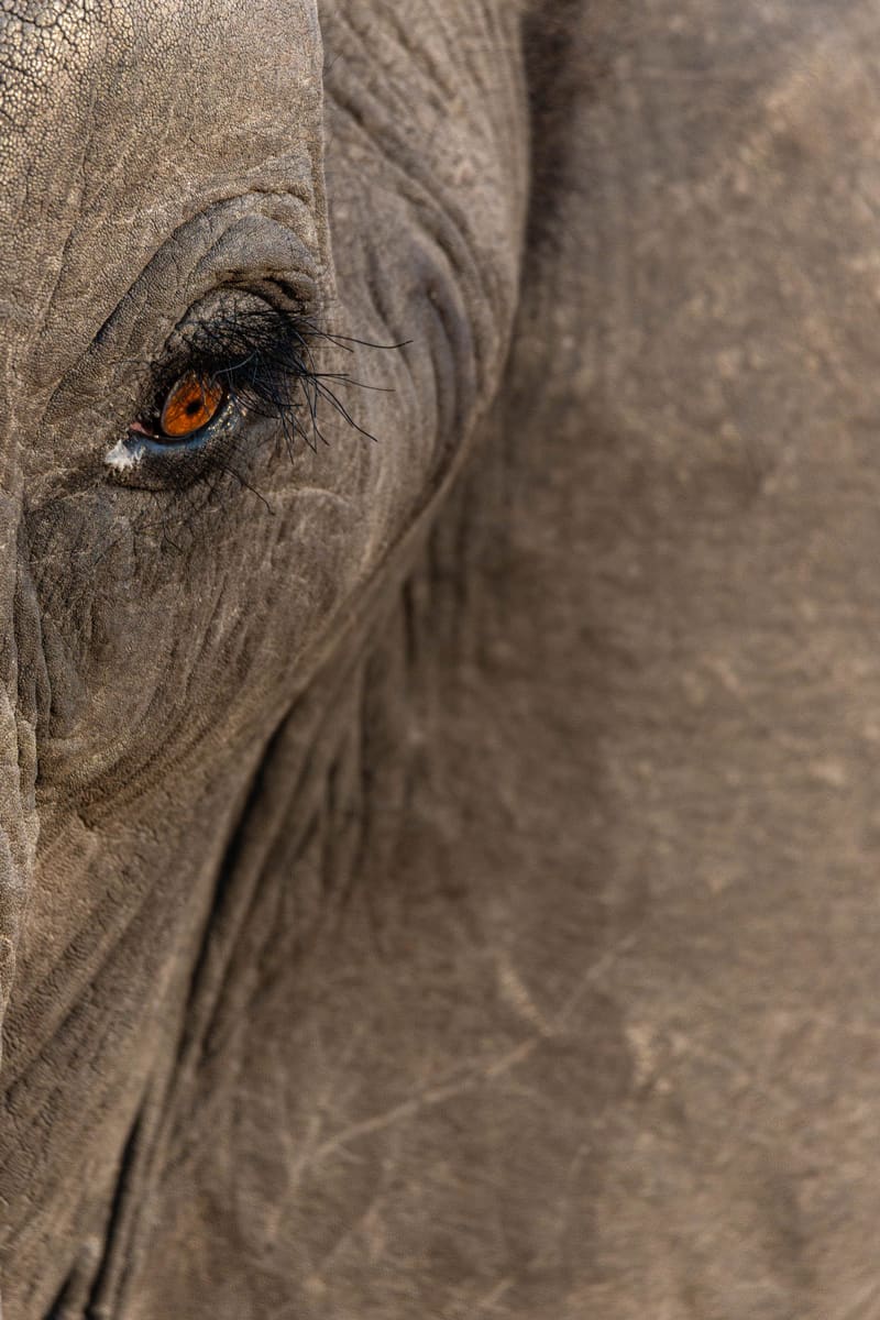 Elephant Eye — Botswana