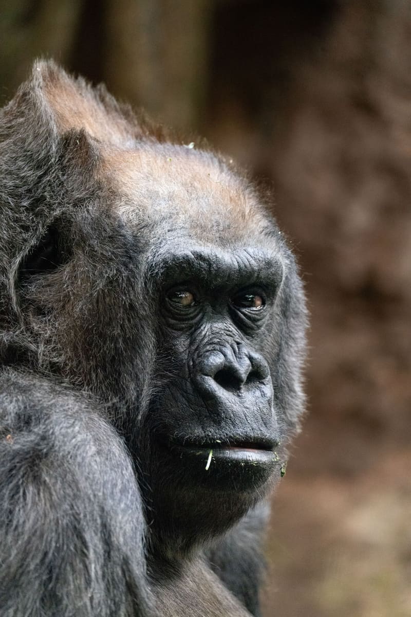 Gorilla Portrait — Congo (Brazzaville)
