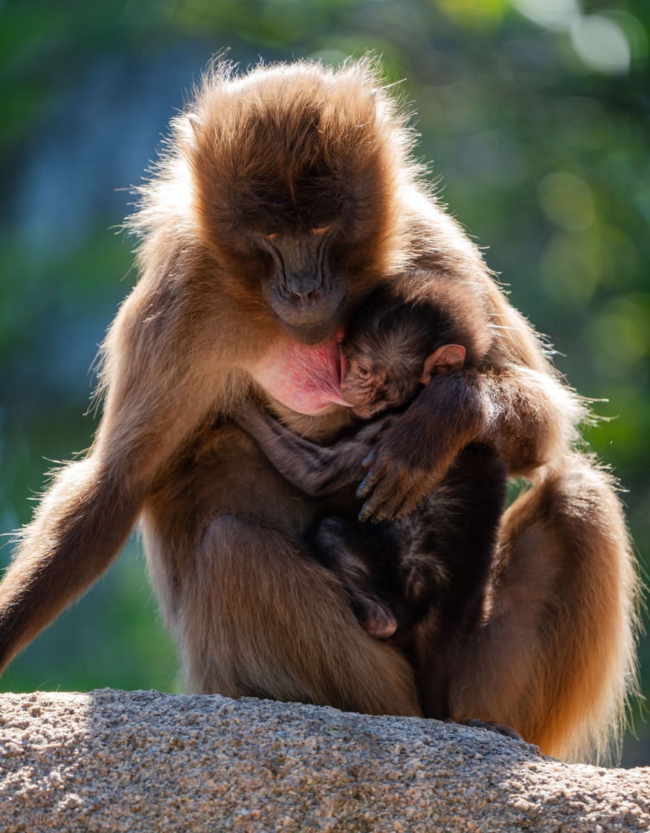 Gelada Monkey — Ethiopia