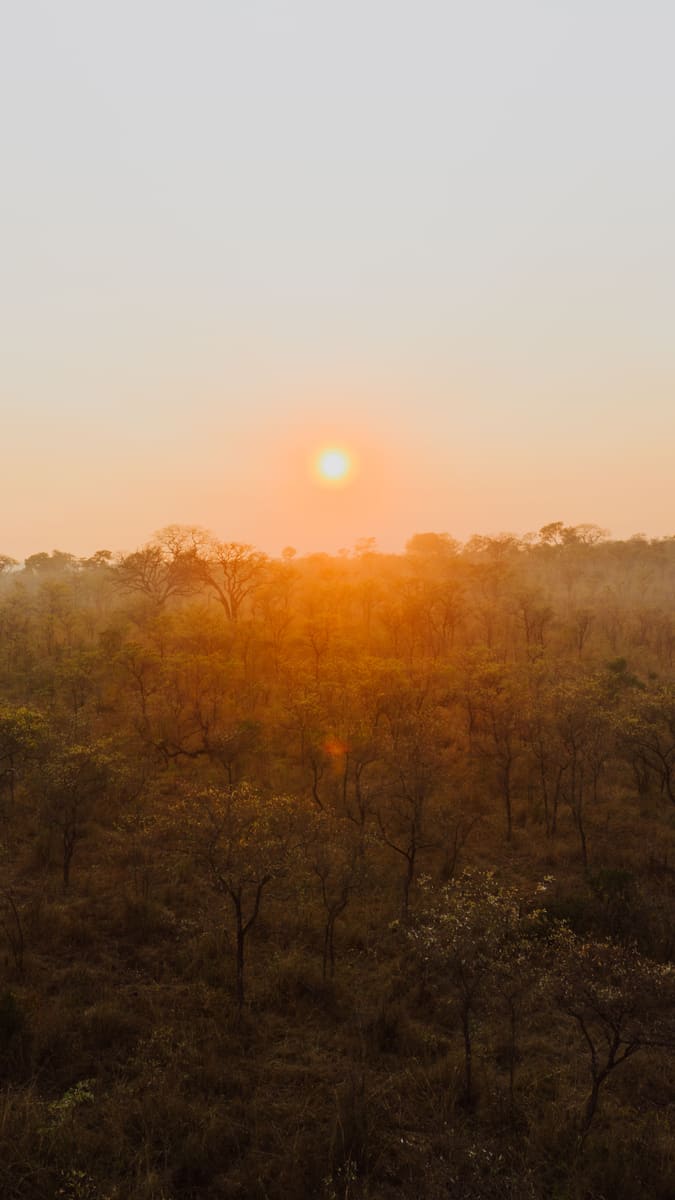 Savanna Sunrise — Guyana