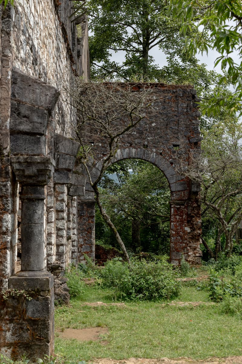 Forest Ruins — Haiti