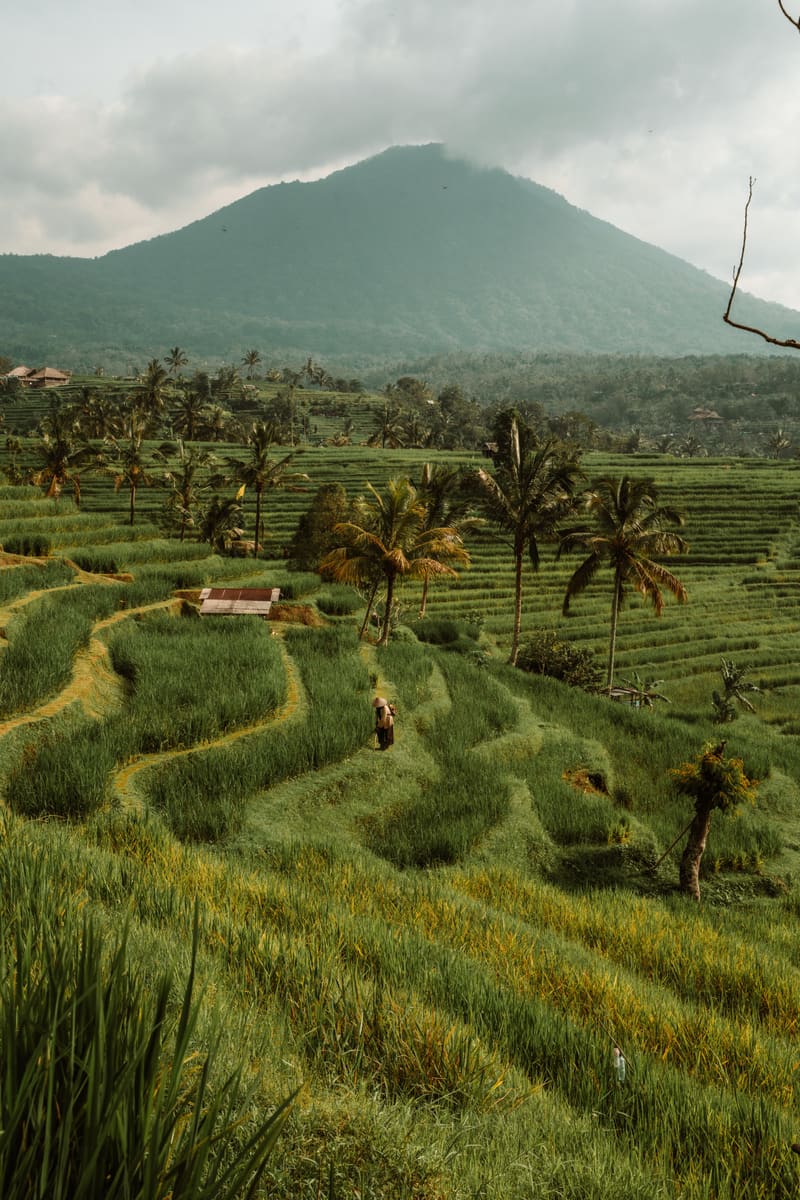 Bali Rice Terraces — Indonesia