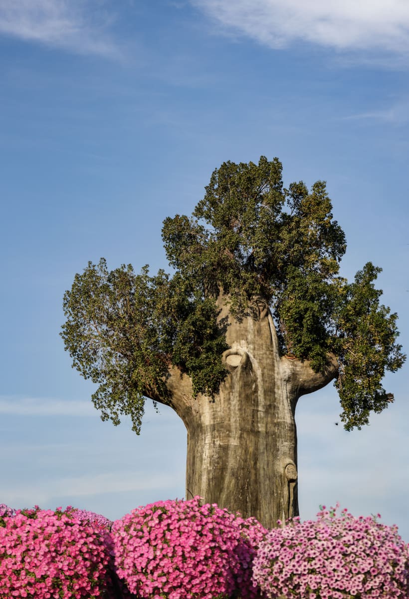 Majestic Baobab — Madagascar