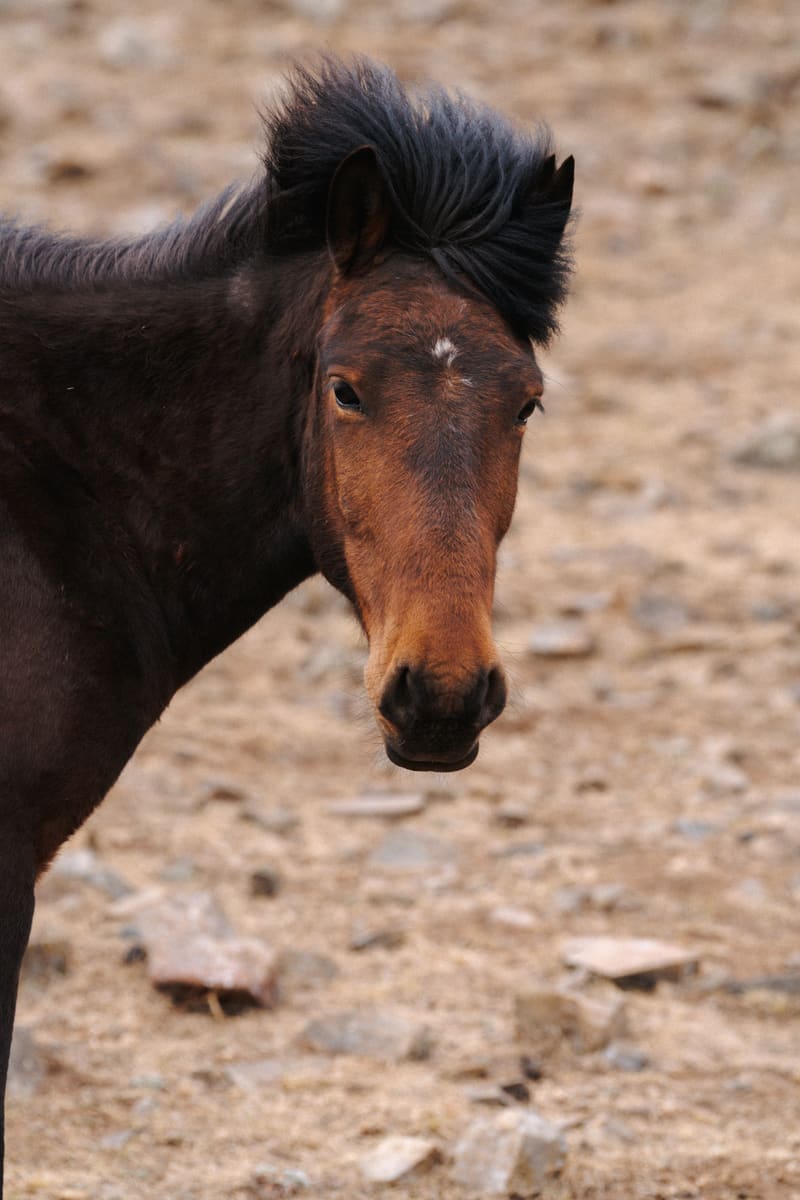 Mongolian Horse — Mongolia