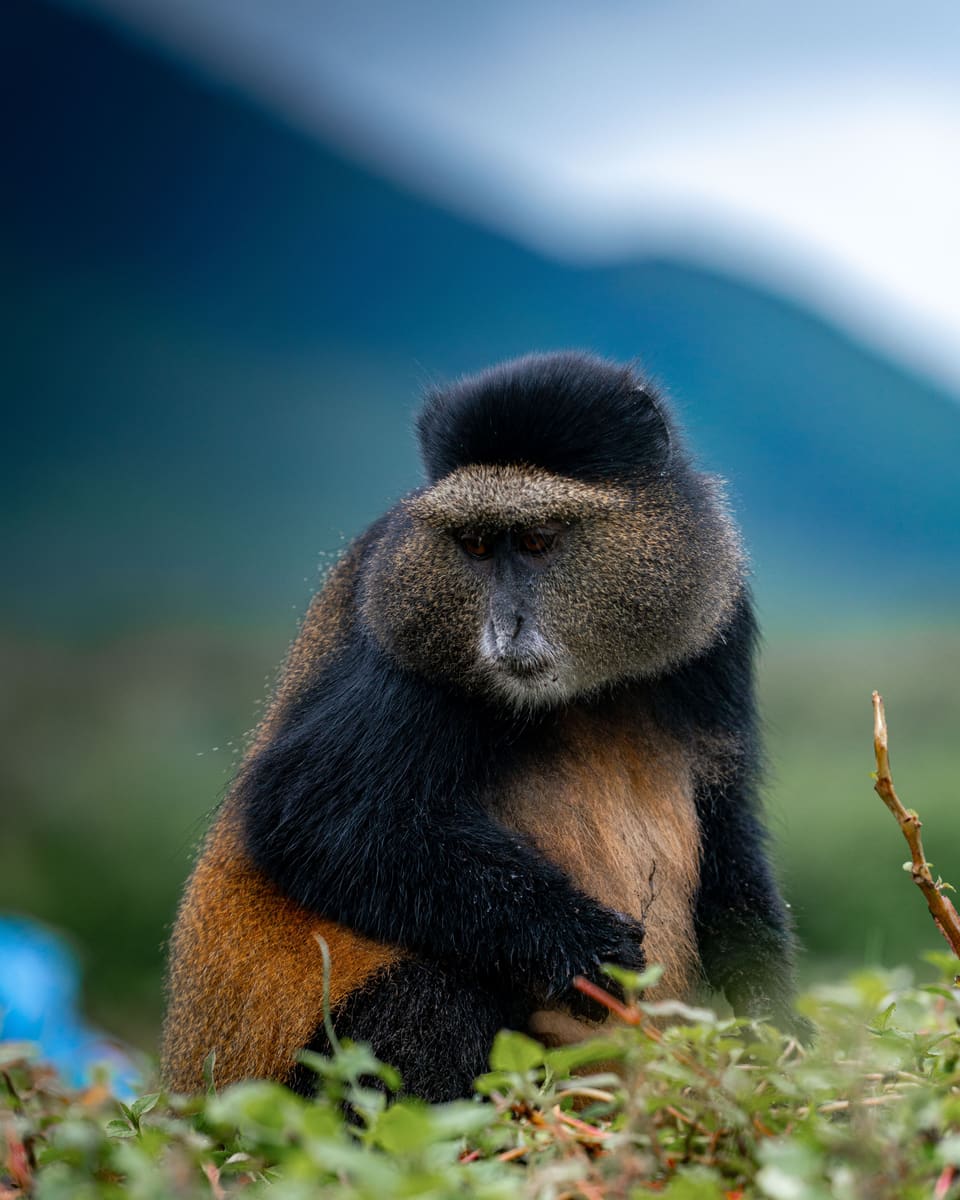 Golden Monkey — Rwanda