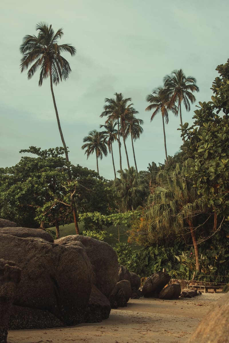 Tropical Shoreline — Sierra Leone