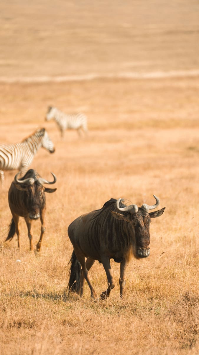 Serengeti Plains — Tanzania
