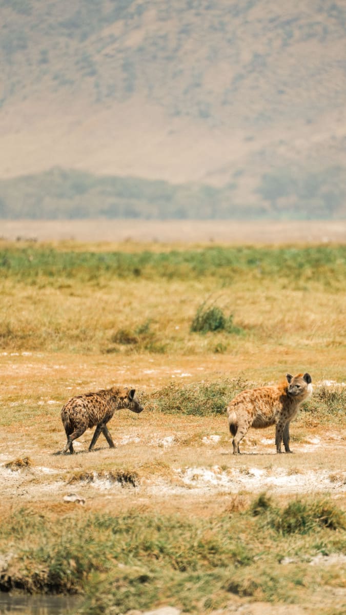 Ngorongoro Hyenas — Tanzania