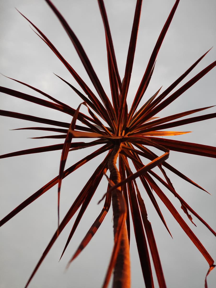 Red-Leaf Plant — Yemen