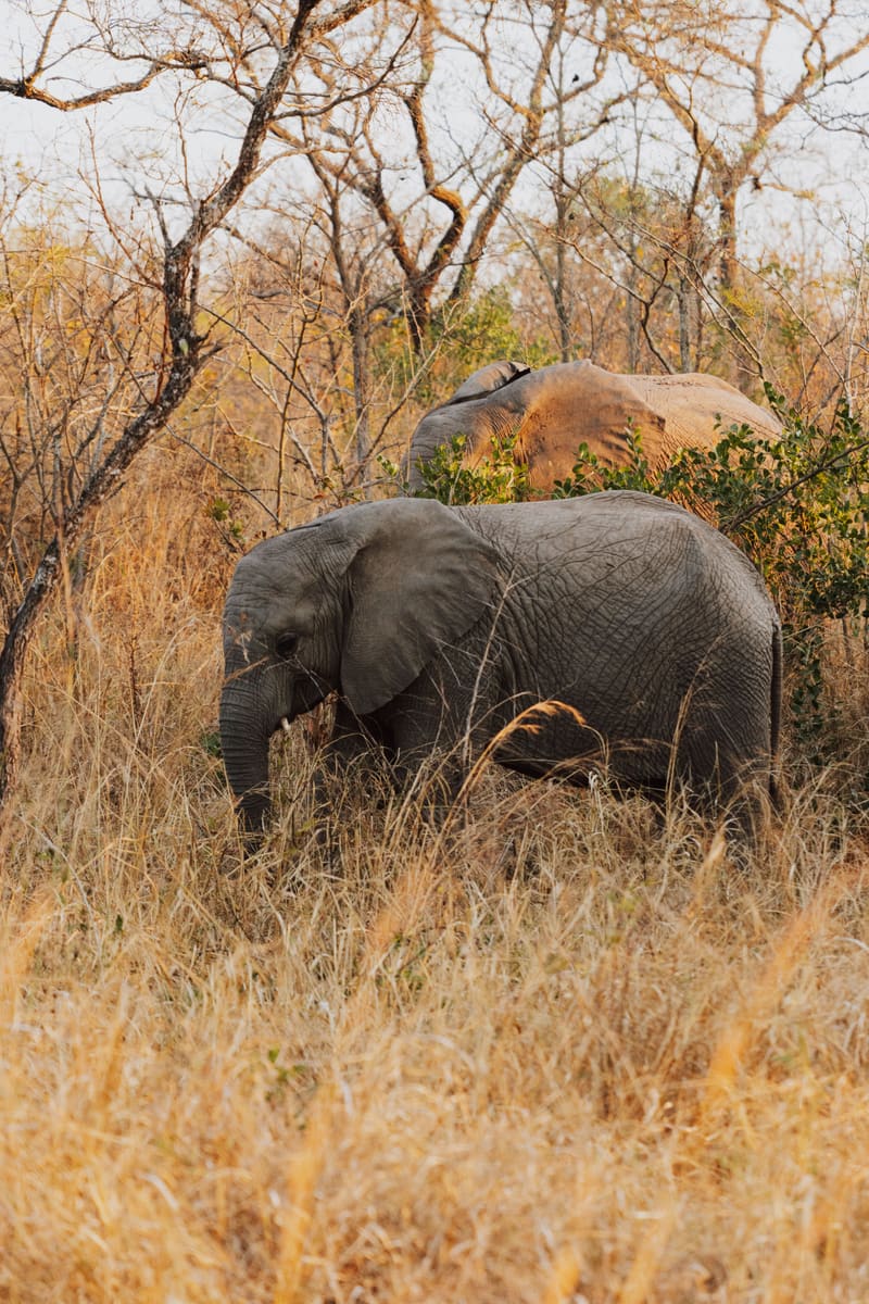 Savanna Elephants — Zimbabwe