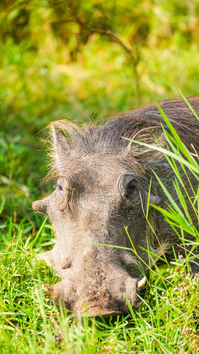 Resting Warthog — Zimbabwe
