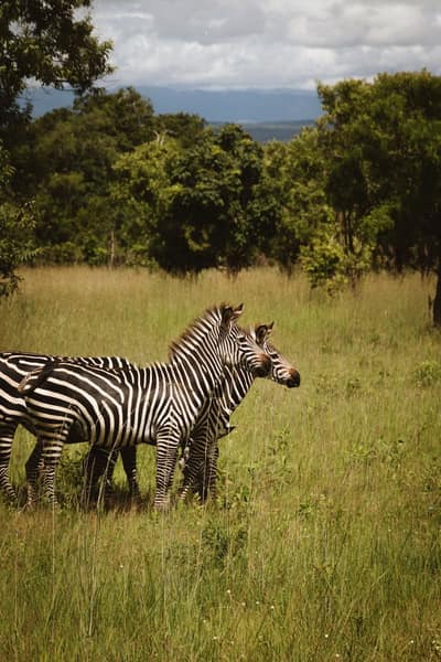 Tanzania — travel photo
